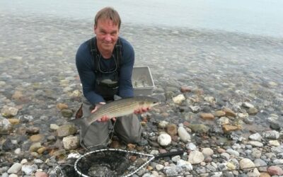 Meeräsche mit der Fliege