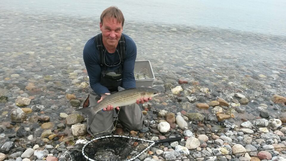 Meeräsche mit der Fliege