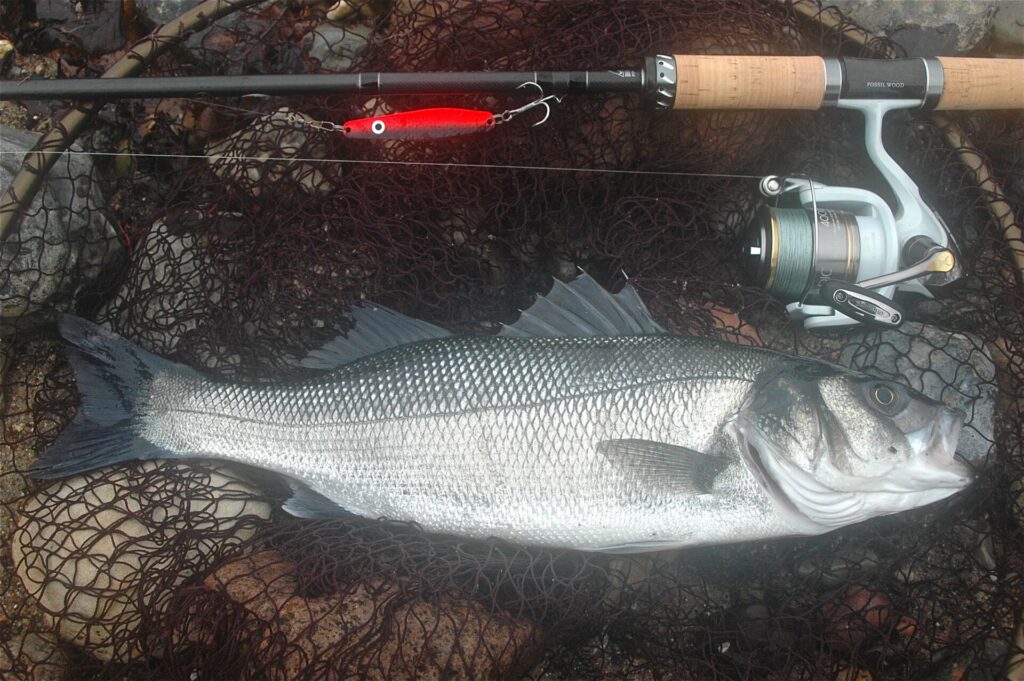 Fangmeldung Wolfsbarsch