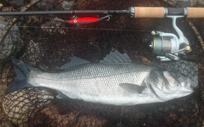 Fangmeldung Wolfsbarsch