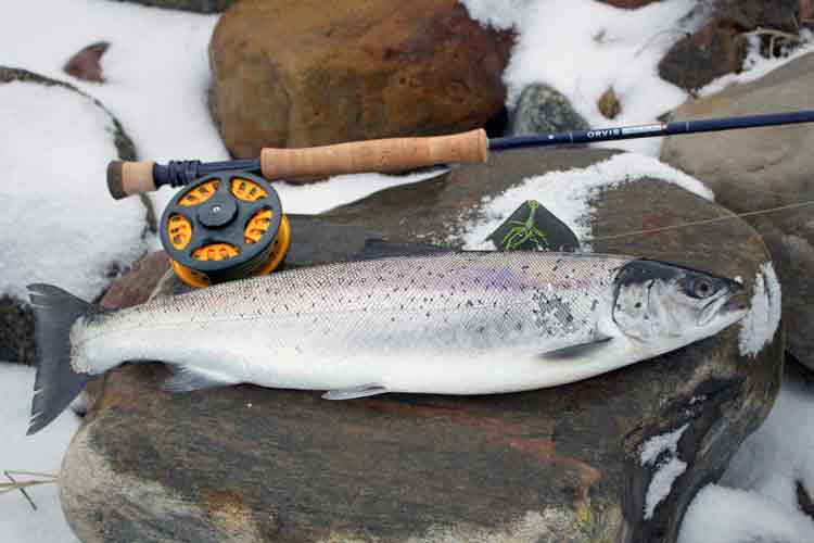 martin timm meerforelle k