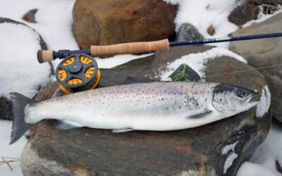 Kleiner Montagsausflug auf Meerforelle 2015