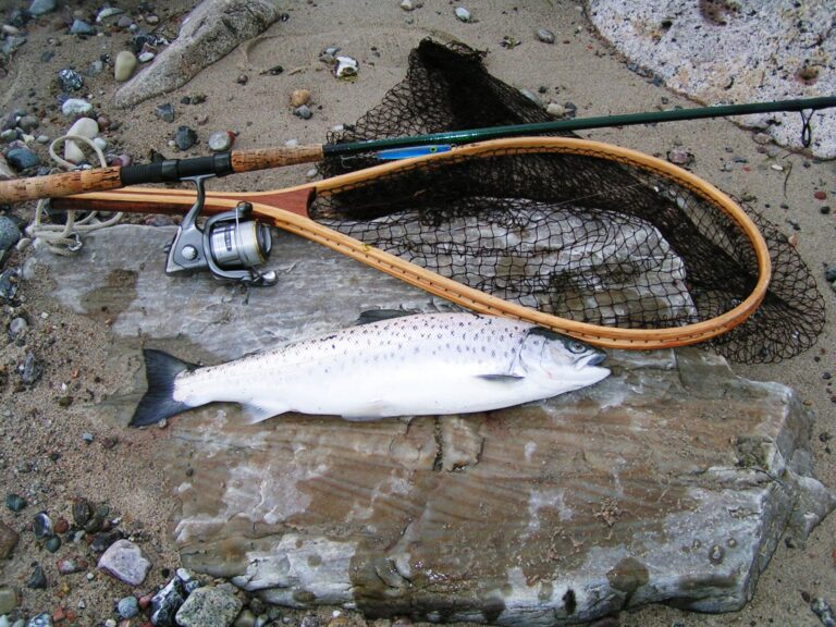 meerforelle watangeln