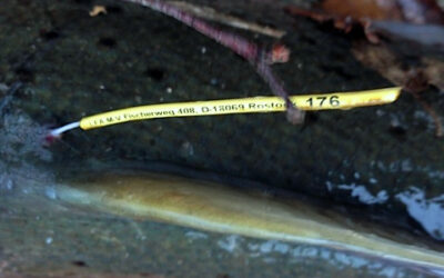 Markierte Meerforelle