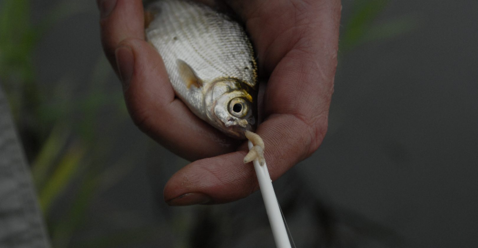 Süßwasserangeln Süßwasserangeln