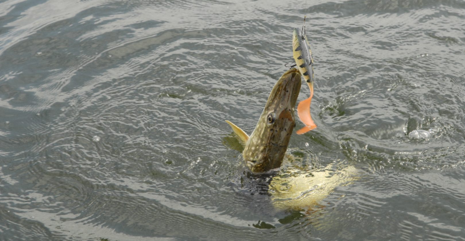 Süßwasserangeln Süßwasserangeln