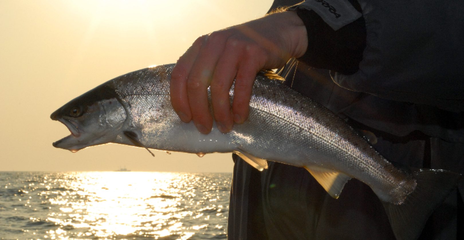 Meerforelle Watangeln